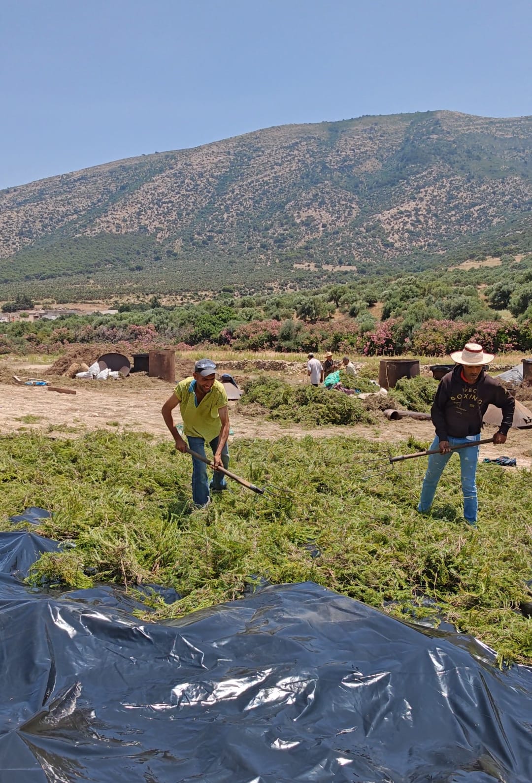 Farmers harvesting aromatic plants in the Tunisian fields